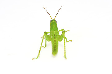 grasshopper
