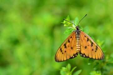 butterfly