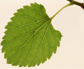 Leaf a mulberry,