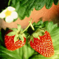 Strawberry,
