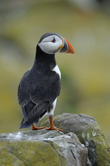 atlantic puffin standing on rocks