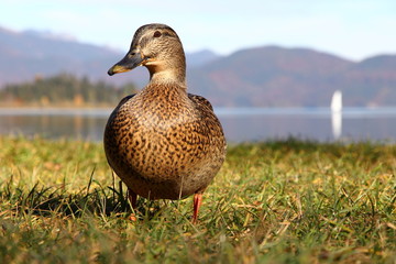 Weibliche Stockente am Walchensee