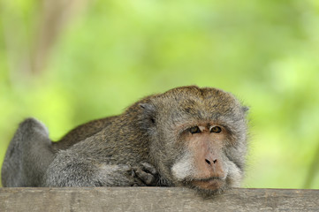 long tail macaque