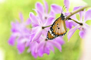 plain tiger butterfly on orchid