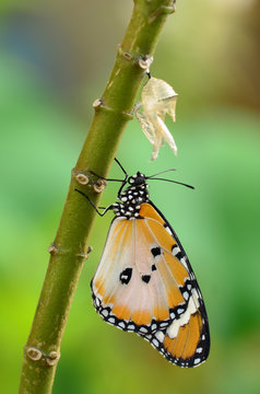 newly transformed butterfly