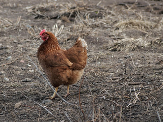 hen