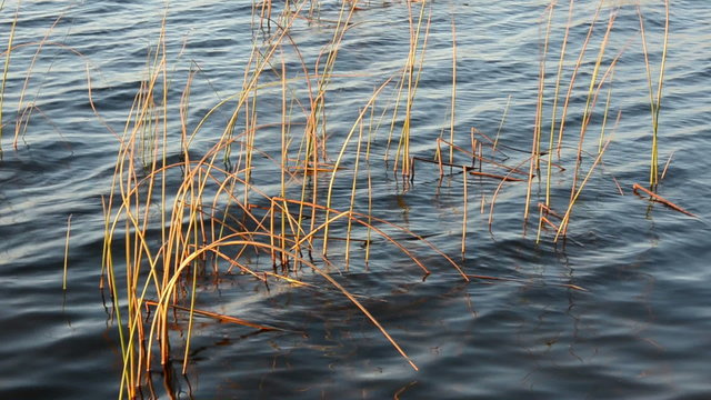 autumn bulrush in the lake water and waves