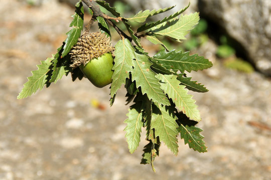Fragno autunnale