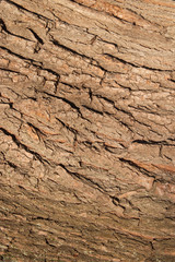 Brown tree bark on tree trunk closeup