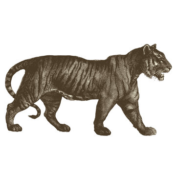 Tigre