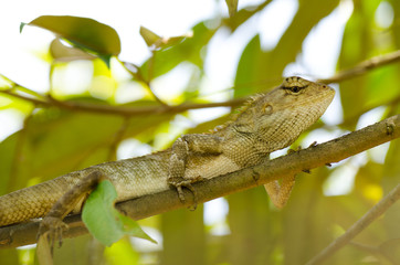 wild iguana on tree