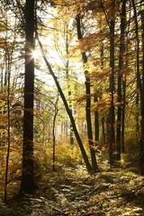 Autumn scenery in the beech forest on a sunny morning