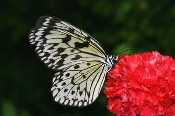 Schmetterling auf Blüte