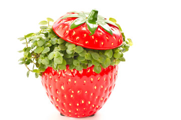 ficus in a flower pot