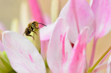 Cute honey bee on flower