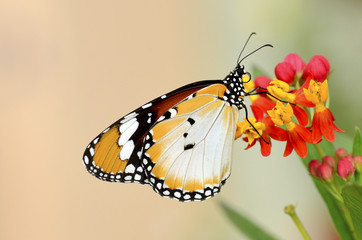 butterfly on flower