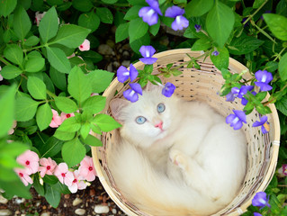 kitten and garden