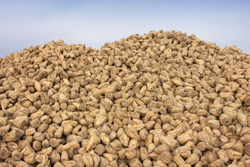 Fototapeta na wymiar Sugar beet pile at the field after harvest, betterave a sucre