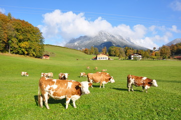 Fototapeta na wymiar Pastwisko krów w Alpach Bawarskich