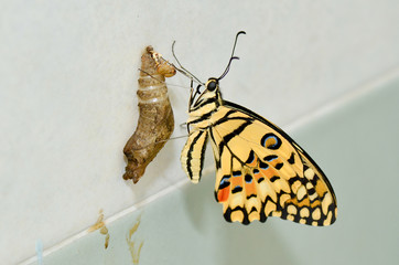 newly transformed butterfly