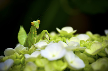 Mantis on flower