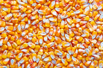 Corn kernels