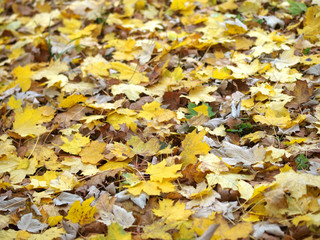 Herbstblätter