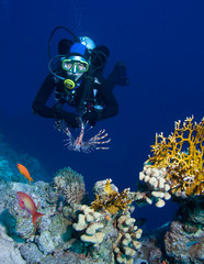 Plongeur femelle explorant de riches jardins de corail