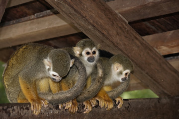 Singes Saimiris de Guyane