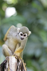 Singes Saimiris de Guyane