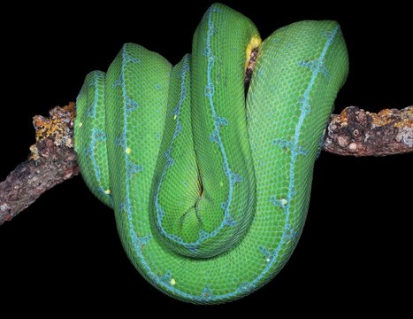 Green Snake