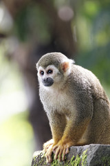 Singes Saimiris de Guyane