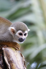 Singes Saimiris de Guyane