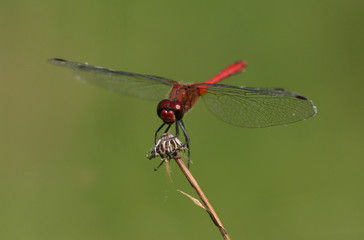 Libelle