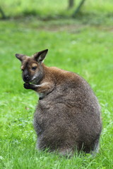 Neugieriges Känguru