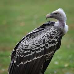 Vulture
