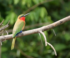 colorful Bee-eater sitting on a twig