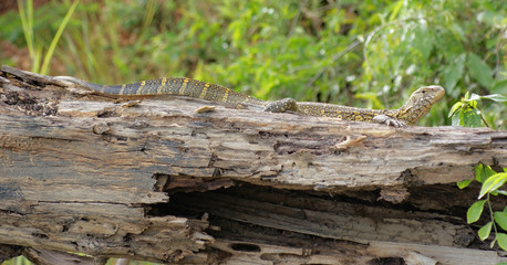 lizard in Uganda
