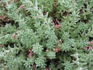 succulent plant background