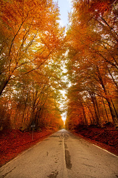 Monte Amiata, bosco di castagni