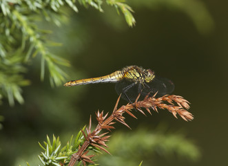 Dragonfly on stem, macro photo