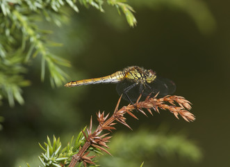 Fototapeta premium Dragonfly on stem, macro photo