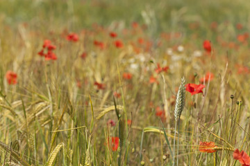 Wheat field with poppies