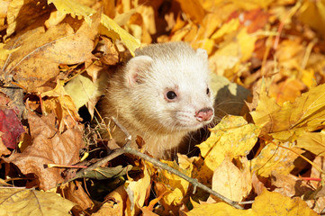 Ferret in yellow autumn leaves