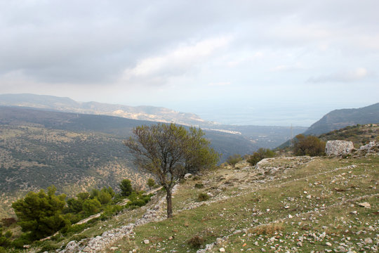 albero solo