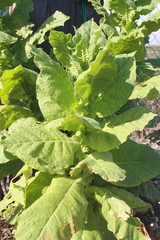 Tobaco (Nicotiana tabacum)