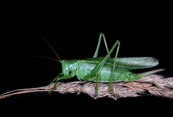 Great Green Bush-Cricket