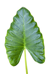 large  plant