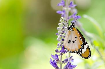 plain tiger butterfly on sage with green garden background