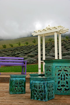 Lavender Farm